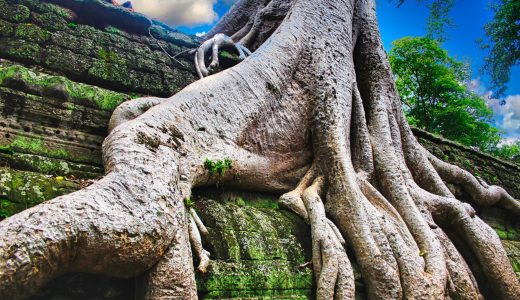 【2025–2026年】タ・プローム遺跡の歩き方｜映画ロケ地として人気の理由